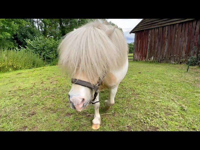 Cute Tiny Ted the Shetland in video to New Song: Wrap Me in your Love. ️