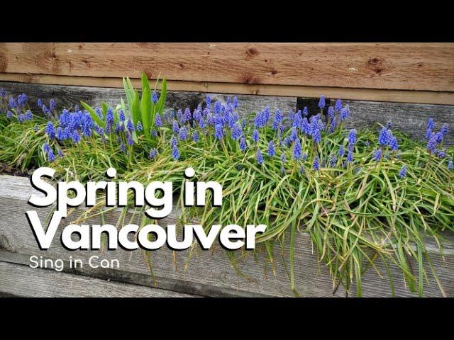 [Sing in Can] Spring Blossoms in Vancouver 2020 - Life Before Stay Home