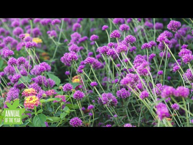 Proven Winners 2023 Annual Of The Year: Truffula Pink Gomphrena