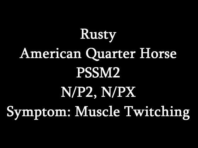 Symptoms Of PSSM2- Muscle Twitching (Rusty)