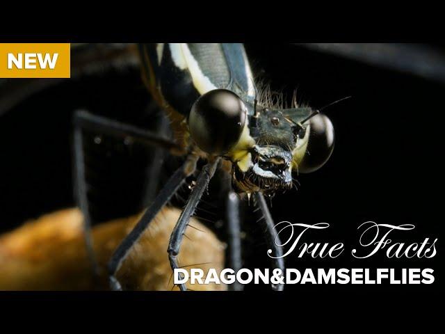 True Facts : Killer Carnivorous Dragonflies