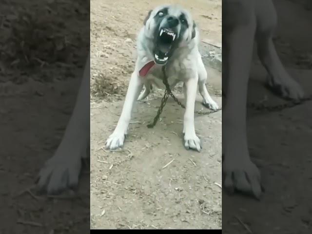 Dog barking videos#4kviral#status#ytshorts