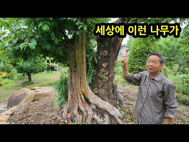 조경 달인이 만든 정원 아이디어 3가지 공개