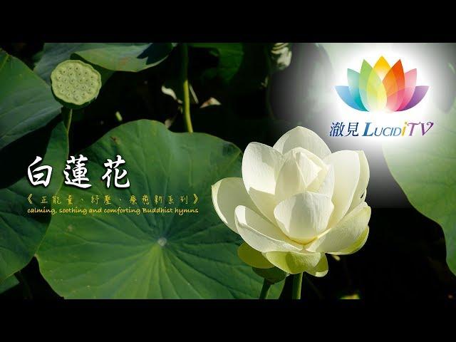 《 正能量、紓壓、療癒心系列－白蓮花 》calming, soothing and comforting Buddhist hymns