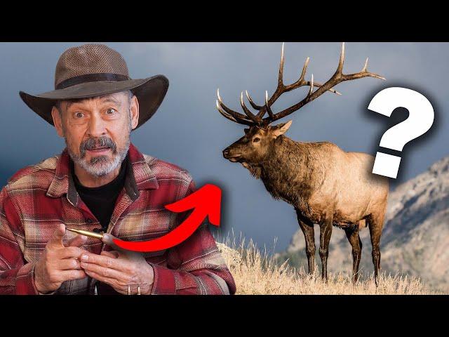 Elk Hunt With The 270 Win.?