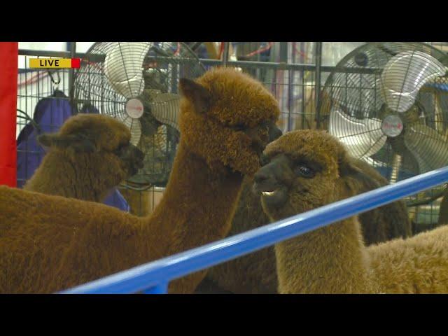 National Alpaca Show Live Owner Interview