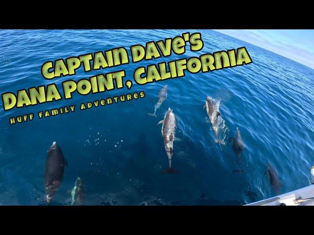 Captain Dave's Signature Dolphin Safari at Dana Point