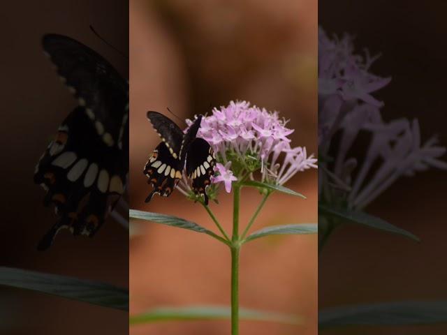 Captivating Moments: Butterfly's Dance on a Blooming Flower