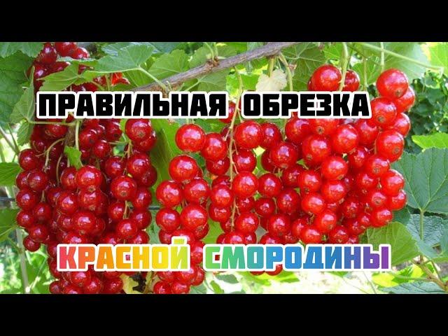 Формировка и правильная обрезка красной смородины.