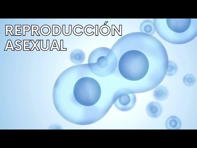 ASEXUAL REPRODUCTION explained: examples, types, characteristics, advantages, disadvantages