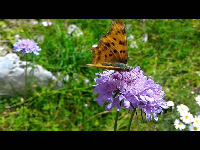 Fauna e Flora della Ciociaria