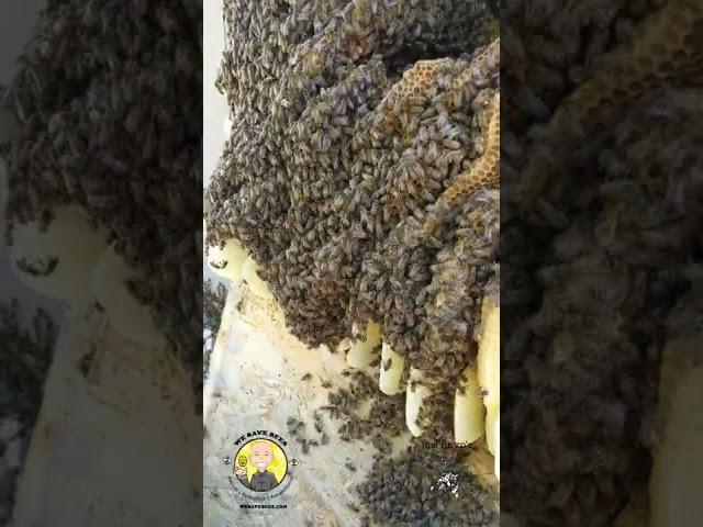 Oddly satisfying - hand scooping bees #shorts