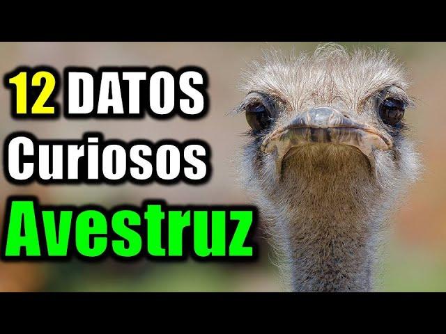 12 Curious Facts about Ostriches - Is it true that they eat stones?