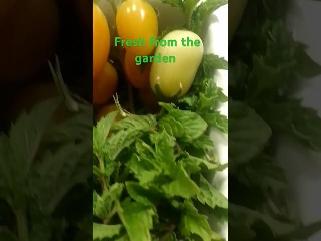 fresh frm d garden@VF Bebskie'sChannel #like #support #share #viral #trend #food #yum #shorts #fyp