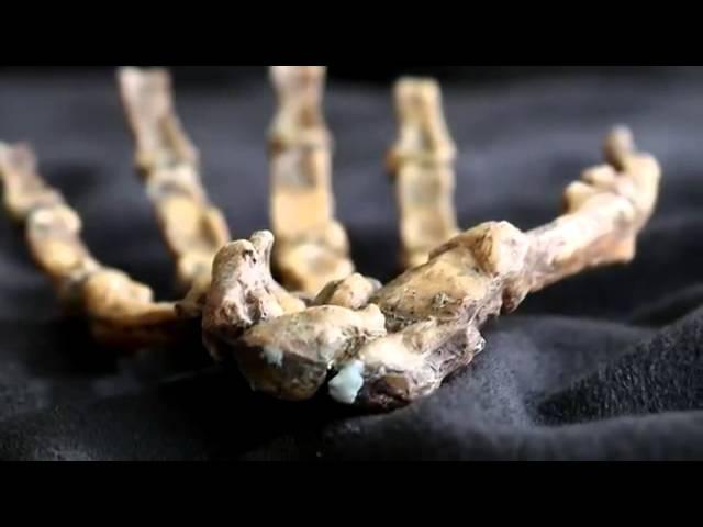 Human Evolution  Past and Future with John Hawks