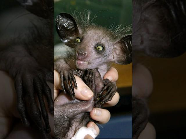 The 10 most unusual animals on the planet