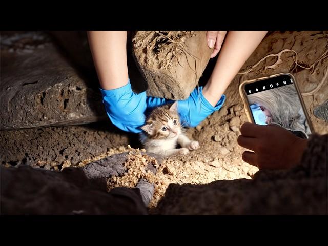 The stray dog, ignoring its torn, bleeding paws, gave its all to save the cat trapped underground.️