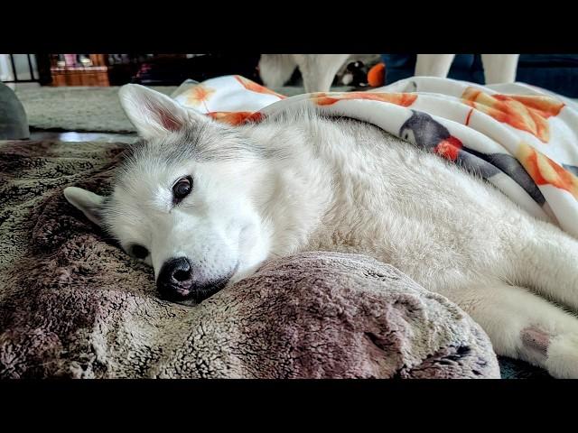 Is My Dog Grumpy After This Vet Visit or Just Sleepy?