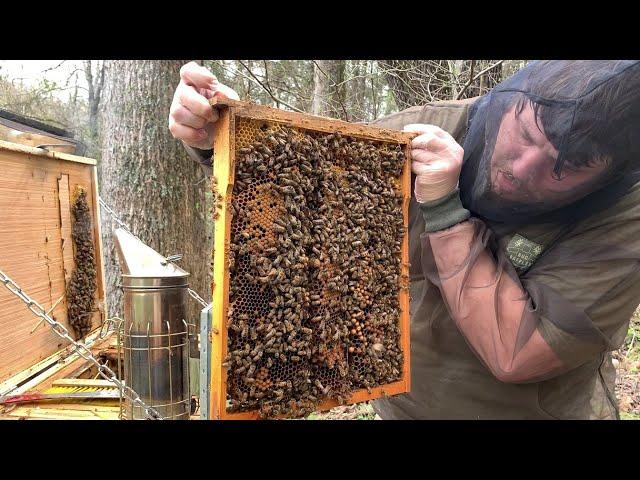 The Natural Beekeeping Quick and Easy Spring Inspection