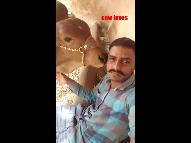 Gujarat gir cow loves. Dilipsinh parmar