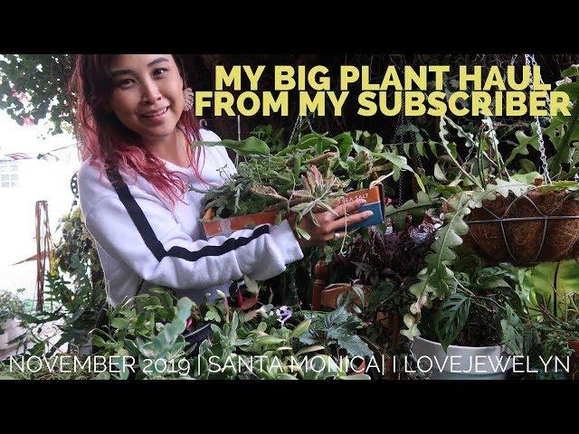 My huge plant haul from my subscriber | Nov 2019 | ILOVEJEWELYN