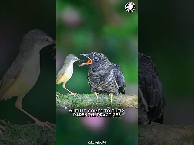 Cuckoo  The Shocking Truth About Their Mothering Skills