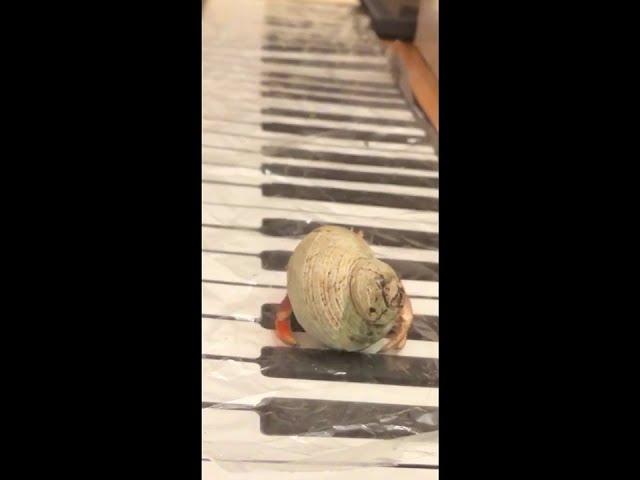 CUTE PETS Series of 88Keys to Cure! {PICKLE the Crab} #Shorts