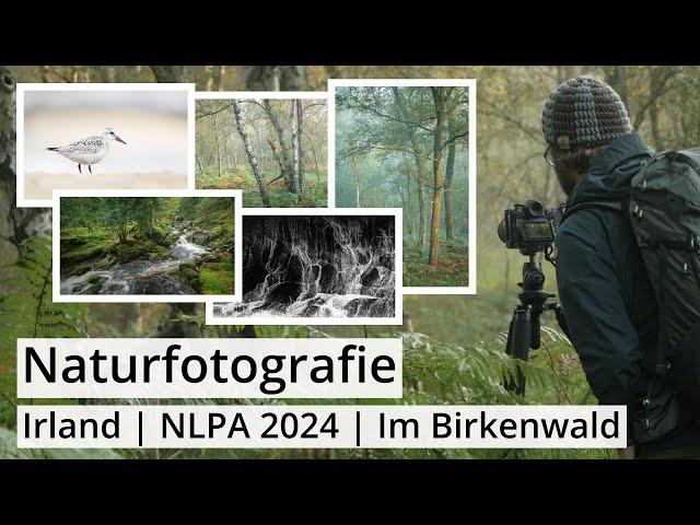 Naturfotografie: Irland, NLPA 2024 (Fotowettbewerb) und endlich wieder BIRKENWALD!