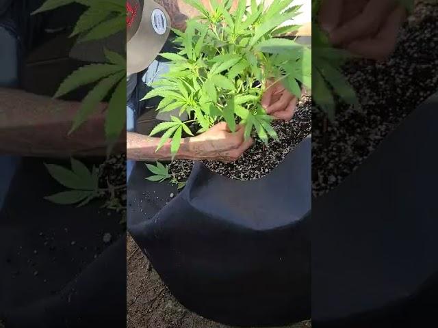 How to Manicure cannabis plants