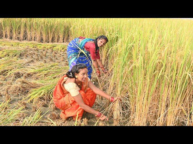 धान काटने मे माहिर पगलेट औरत