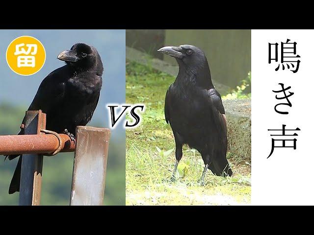 【鳴き声比較】ハシブトガラスvsハシボソガラス（地鳴き）