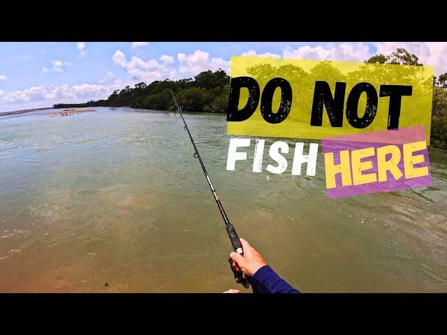 Catch & Cook + Bait Spot + Locals || Townsville Fishing