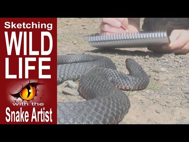 Live Snake Drawing - the Vemonous Copperhead