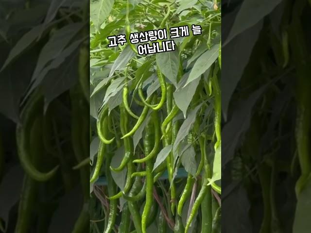 고추농사