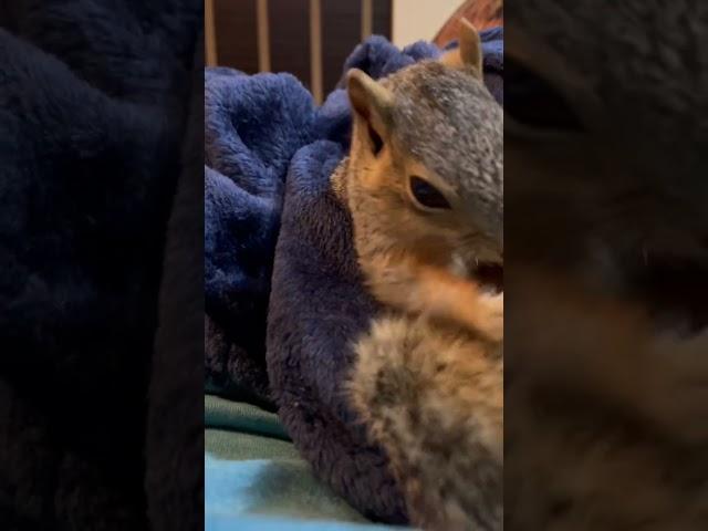 Rescue squirrel sticks out tongue at me like a rockstar