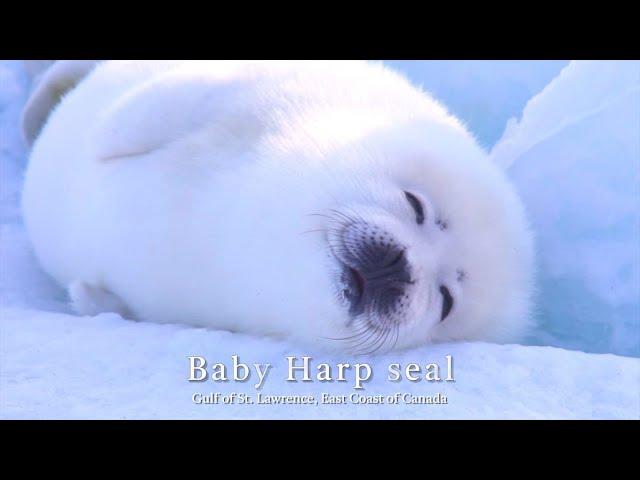 Cute! Baby Harp seal / ふわふわ赤ちゃんタテゴトアザラシ