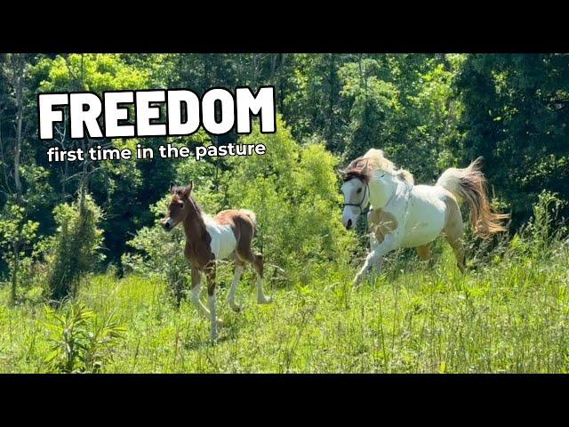 Watch Our Newborn Filly Run FREE! + Name Announcement!