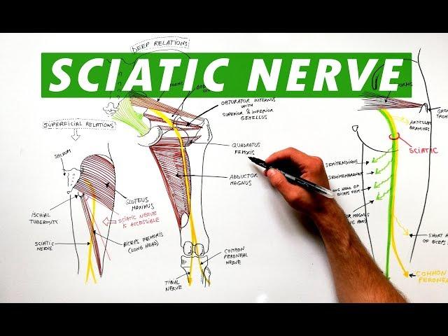 Sciatic Nerve - Anatomy Tutorial