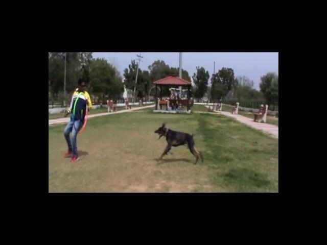 Dog training professional videos