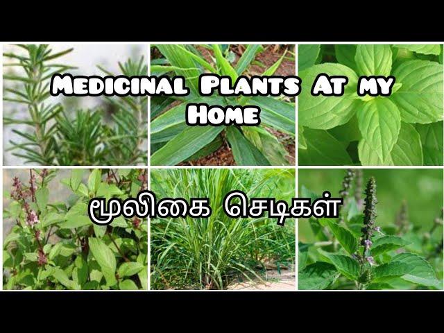 Medicinal plants at my home/Herbal & Medicinal Plants/Spices & Herbal Plants/Herbal plants/Rosemary