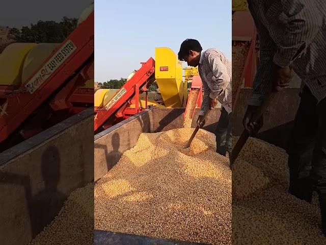 #maize harvesting #kisan #kheti#khetibadi