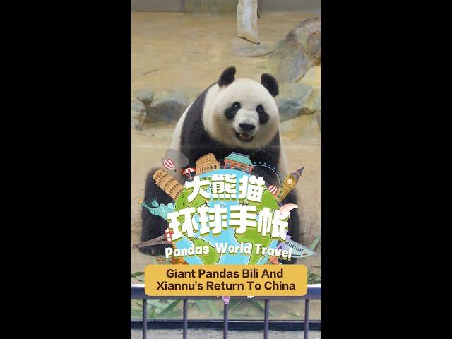 【Pandas' World Travel】Giant Pandas Bili And Xiannu's Return To China | iPanda