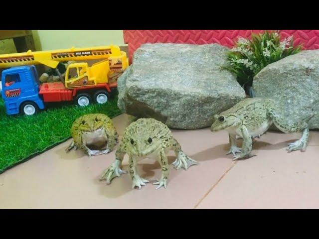 FUNNY FROGS  funny animals video compilation