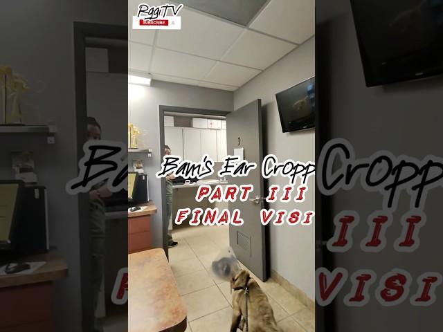 Final check up video.. Floppy ears gone.. Stitches out, E-collar off!! #rggitv #earcrop #canecorso
