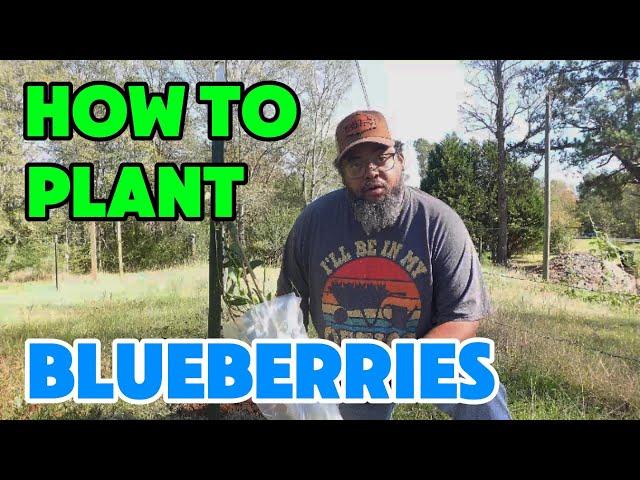Homesteaders: Do This NOW to Grow Great Blueberries