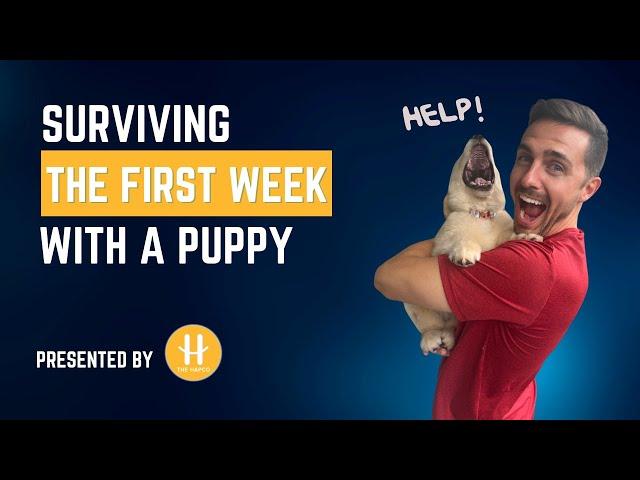 Surviving the first week with a puppy!