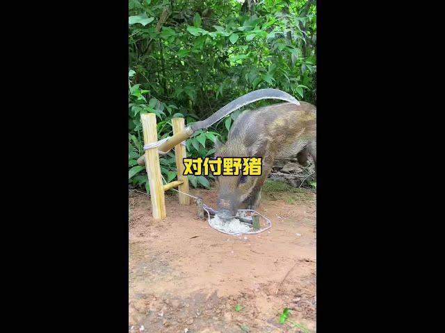 遏制打擊野豬的囂張氣焰#野生動物零距離 #解說版動物世界 #內容啟發搜索