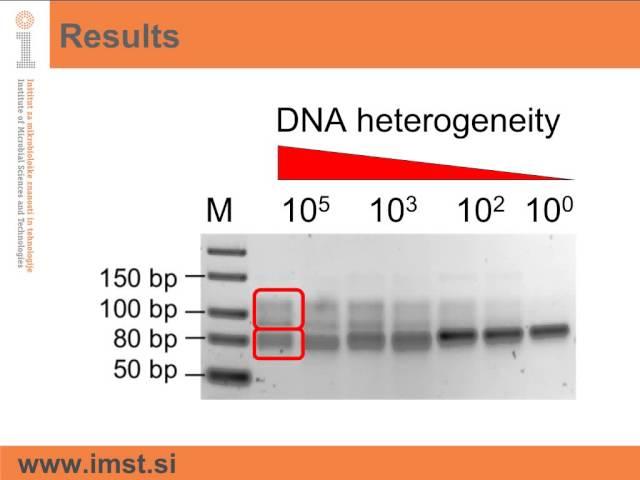 Band smearing of PCR amplified heterogeneous DNA