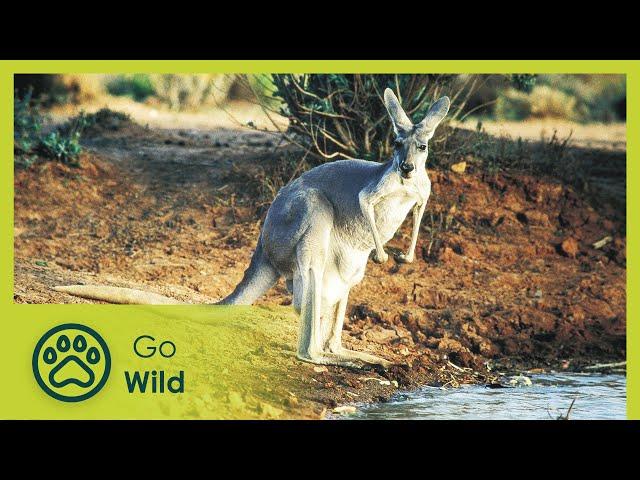 Wildest Australia - Go Wild