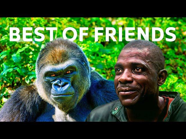 Unbreakable Bond: One Keeper’s Connection To Rare Cross River Gorilla